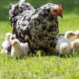 Kada se pilići mogu pustiti napolje?